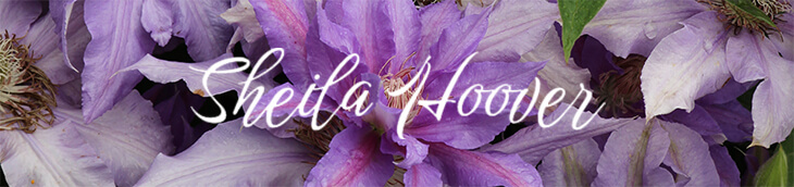 Sheila Hoover in white text on a background of purple flowers