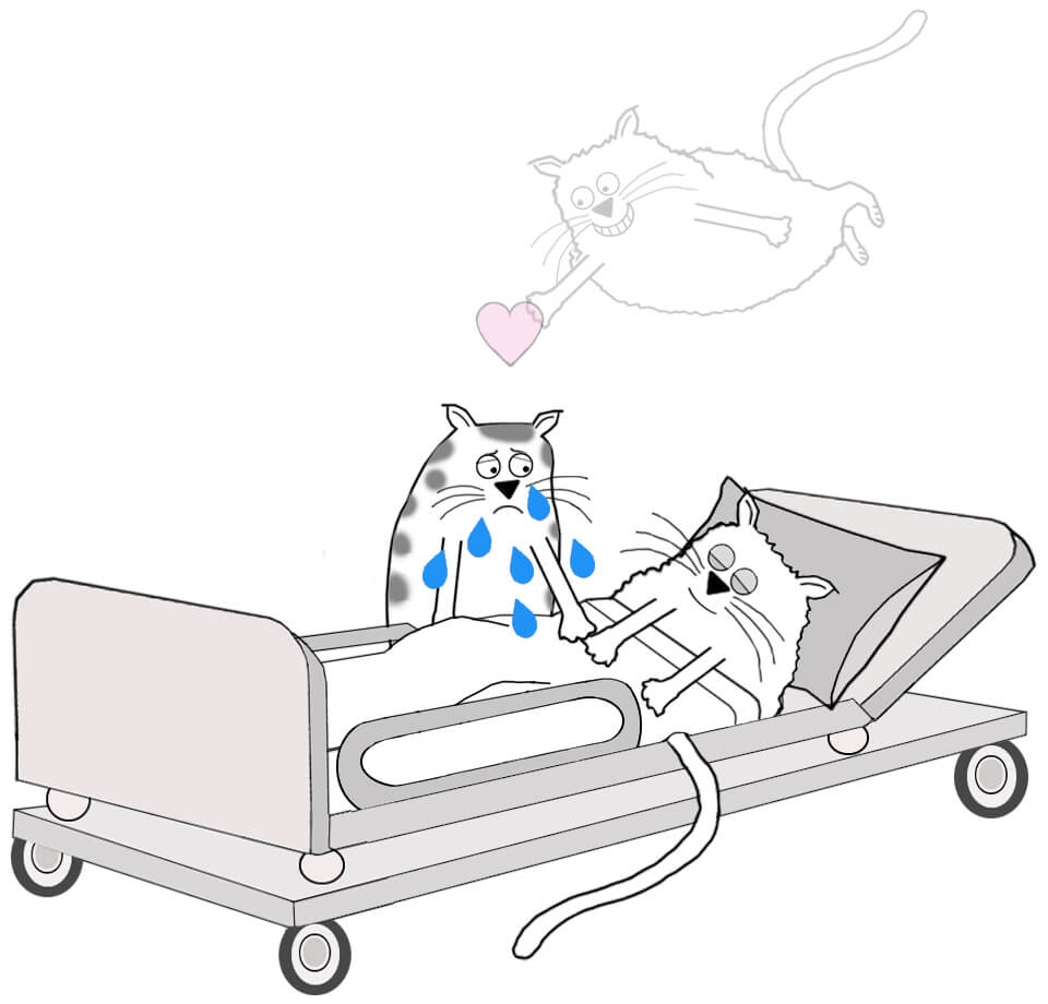 a cartoon cat in a hospital bed with an angel version of their spirit holding a heart and floating over their cat friend